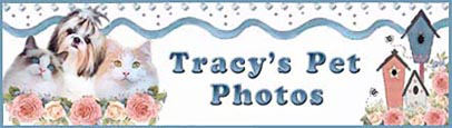 Tracy's Pet Photos